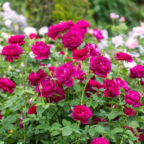 ROSA 'David Austin'® Darcey Bussell®, C3L - Obrázek 14
