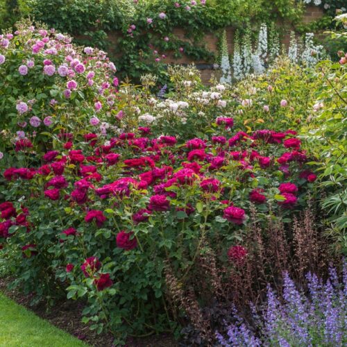ROSA 'David Austin'® Darcey Bussell®, C3L - Obrázek 13