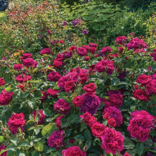 ROSA 'David Austin'® Darcey Bussell®, C3L - Obrázek 15