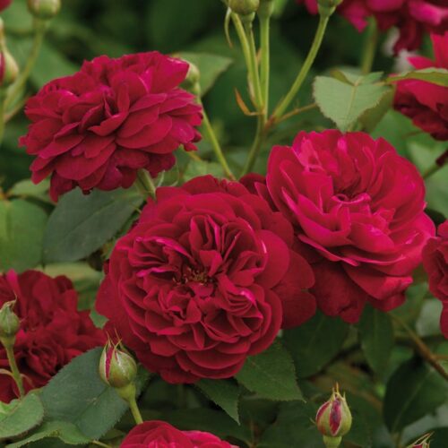 ROSA 'David Austin'® Darcey Bussell®, C3L - Obrázek 17
