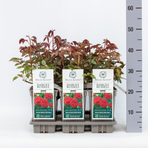 ROSA 'David Austin'® Darcey Bussell®, C3L - Obrázek 18