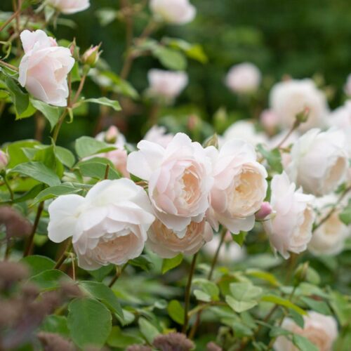 ROSA 'David Austin'® Desdemona® - Obrázek 2