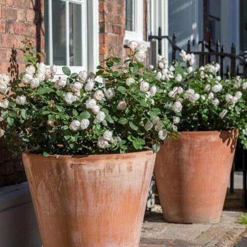 ROSA 'David Austin'® Desdemona® - Obrázek 6