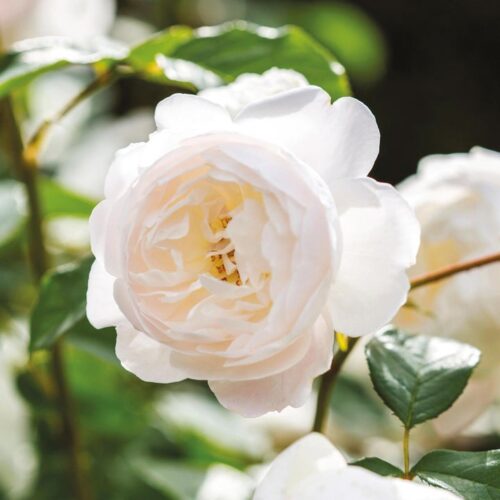 ROSA 'David Austin'® Desdemona® - Obrázek 1