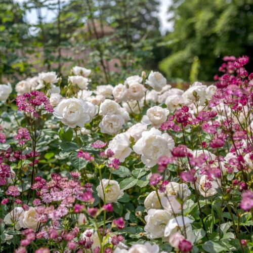 ROSA 'David Austin'® Desdemona® - Obrázek 5