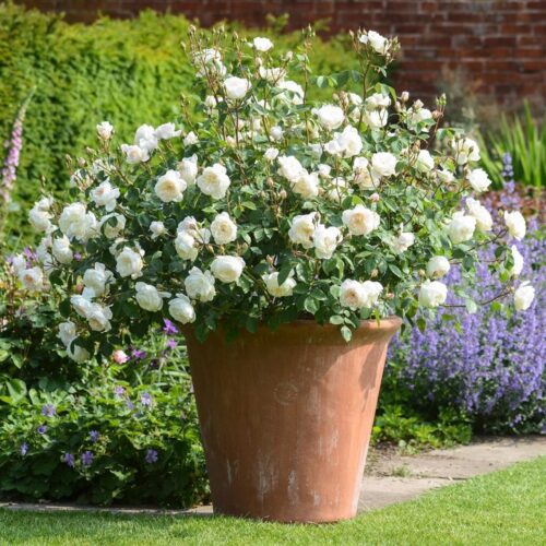 ROSA 'David Austin'® Desdemona® - Obrázek 3