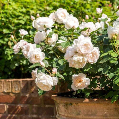 ROSA 'David Austin'® Desdemona® - Obrázek 4