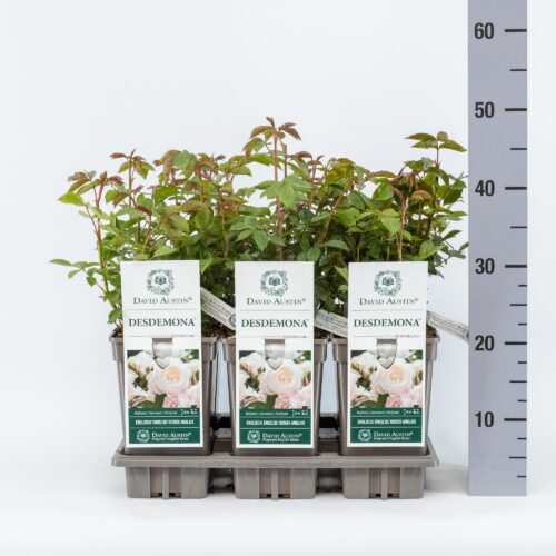 ROSA 'David Austin'® Desdemona® - Obrázek 8
