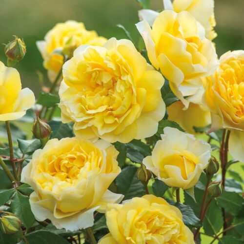 ROSA 'David Austin'® The Poet´s Wife®, C3L - Obrázek 3