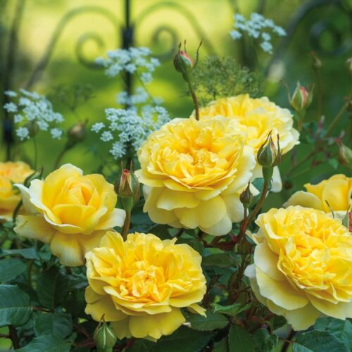 ROSA 'David Austin'® The Poet´s Wife®, C3L - Obrázek 2