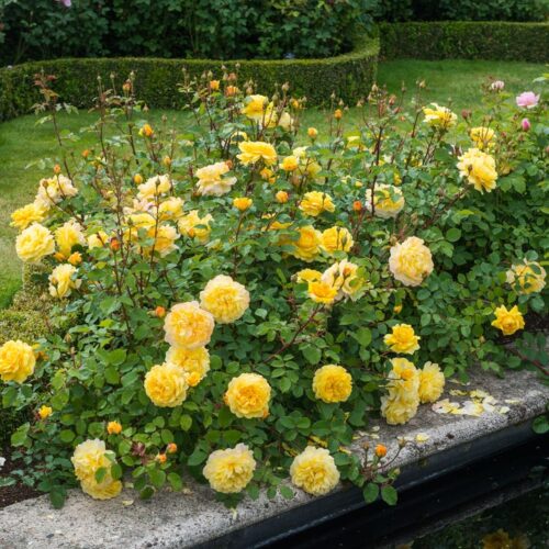 ROSA 'David Austin'® The Poet´s Wife®, C3L - Obrázek 5
