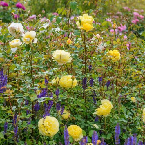 ROSA 'David Austin'® The Poet´s Wife®, C3L - Obrázek 4