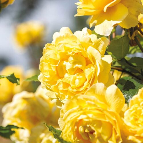 ROSA 'David Austin'® The Poet´s Wife®, C3L - Obrázek 1