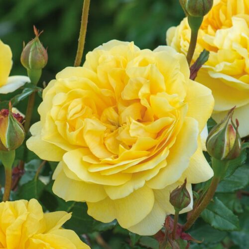 ROSA 'David Austin'® The Poet´s Wife®, C3L - Obrázek 7