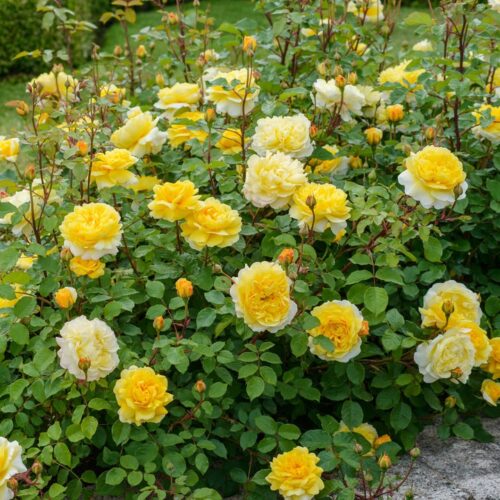 ROSA 'David Austin'® The Poet´s Wife®, C3L - Obrázek 8