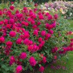 ROSA 'David Austin'® Thomas a´ Becket®, C3L - Obrázek 2