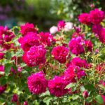 ROSA 'David Austin'® Thomas a´ Becket®, C3L - Obrázek 4