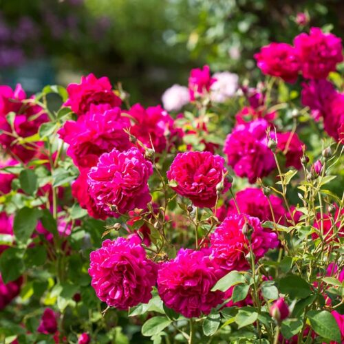 ROSA 'David Austin'® Thomas a´ Becket®, C3L - Obrázek 4