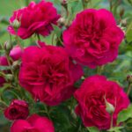 ROSA 'David Austin'® Thomas a´ Becket®, C3L - Obrázek 3