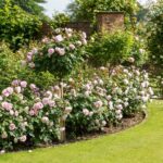 ROSA 'David Austin'® Olivia Rose Austin® - Obrázek 7