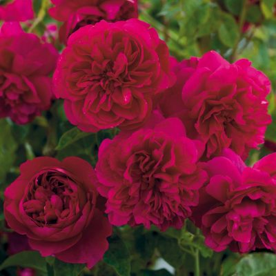 ROSA 'David Austin'® Thomas a´ Becket®, C3L