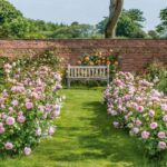 ROSA 'David Austin'® Olivia Rose Austin® - Obrázek 6
