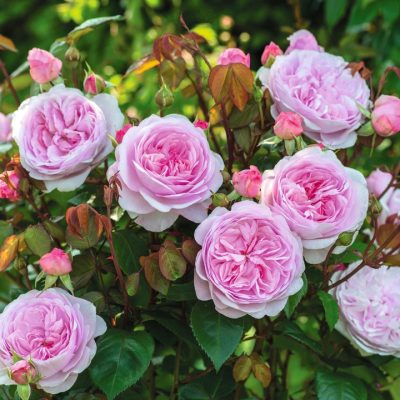 ROSA 'David Austin'® Olivia Rose Austin®