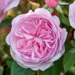 ROSA 'David Austin'® Olivia Rose Austin® - Obrázek 2