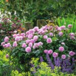 ROSA 'David Austin'® Olivia Rose Austin® - Obrázek 3