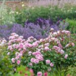 ROSA 'David Austin'® Olivia Rose Austin® - Obrázek 10