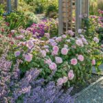 ROSA 'David Austin'® Olivia Rose Austin® - Obrázek 5