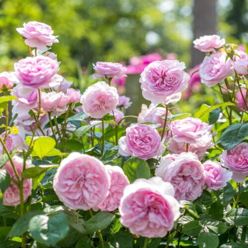 ROSA 'David Austin'® Olivia Rose Austin® - Obrázek 4