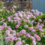 ROSA 'David Austin'® Olivia Rose Austin® - Obrázek 9