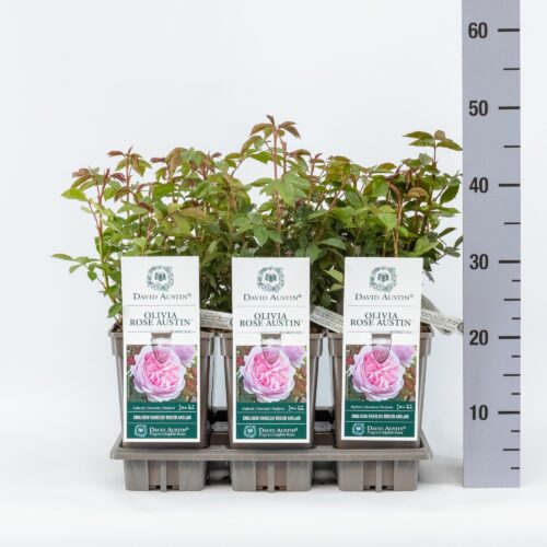 ROSA 'David Austin'® Olivia Rose Austin® - Obrázek 11