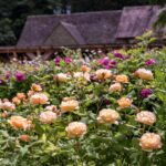 ROSA ´David Austin´® Roald Dahl® - Obrázek 6