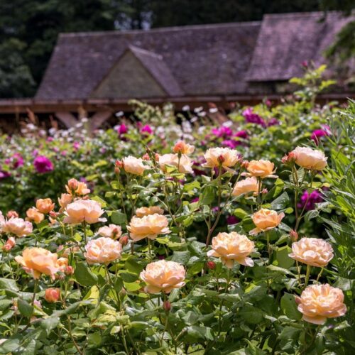 ROSA ´David Austin´® Roald Dahl® - Obrázek 6