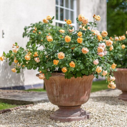 ROSA ´David Austin´® Roald Dahl® - Obrázek 5