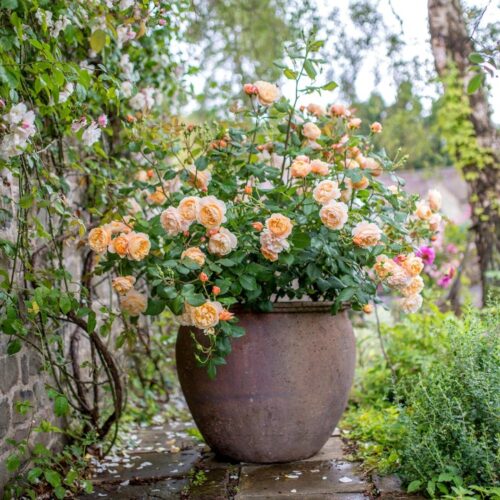 ROSA ´David Austin´® Roald Dahl® - Obrázek 2