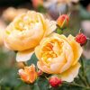 ROSA ´David Austin´® Roald Dahl® - C3L