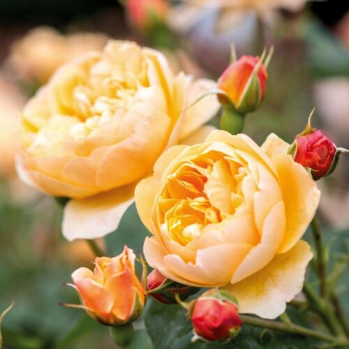 ROSA ´David Austin´® Roald Dahl® - Obrázek 1