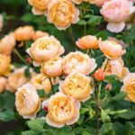 ROSA ´David Austin´® Roald Dahl® - Obrázek 3