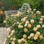 ROSA ´David Austin´® Roald Dahl® - Obrázek 4