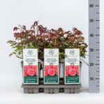 ROSA ´David Austin´® 'Princess Alexandra of Kent'® - Obrázek 8