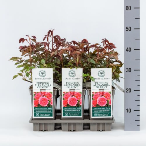 ROSA ´David Austin´® 'Princess Alexandra of Kent'® - Obrázek 8