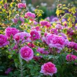 ROSA ´David Austin´® 'Princess Alexandra of Kent'® - Obrázek 2
