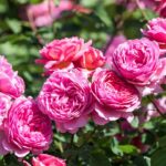 ROSA ´David Austin´® 'Princess Alexandra of Kent'® - Obrázek 3
