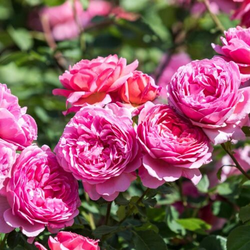 ROSA ´David Austin´® 'Princess Alexandra of Kent'® - Obrázek 3