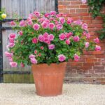 ROSA ´David Austin´® 'Princess Alexandra of Kent'® - Obrázek 4