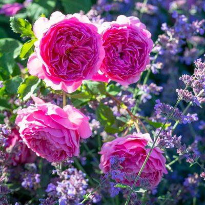 ROSA ´David Austin´® 'Princess Alexandra of Kent'®