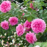 ROSA ´David Austin´® 'Princess Alexandra of Kent'® - Obrázek 5